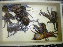 「豚の脂身」効果!?