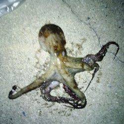 南芦屋浜　夜のオクトパッシングもタコ1パイ