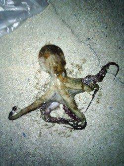 南芦屋浜　夜のオクトパッシングもタコ1パイ