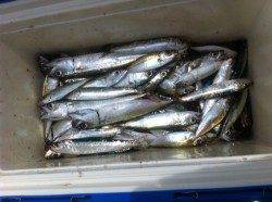 強風でもサビキは良い感じ！投げも！加太RT