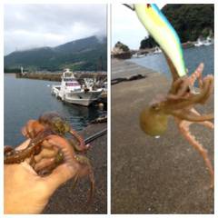 舞鶴東部エリアでオクトパッシング、タコ4杯…