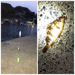 新井崎　サビキで豆アジ＆タコジグでタコ2ハイ　剣先イカは撃沈