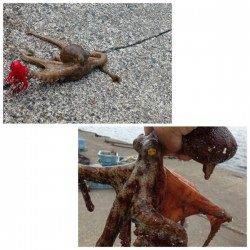 新井崎　サビキで豆アジ＆タコジグでタコ2ハイ　剣先イカは撃沈