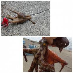 新井崎　サビキで豆アジ＆タコジグでタコ2ハ…