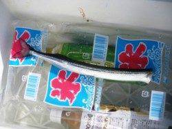 今朝も小サバ♪そして!? 泉大津RT1日あさ