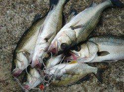 【いいぞサビキ】南芦屋浜リアルタイム