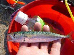 朝の神戸港の各ポイント!