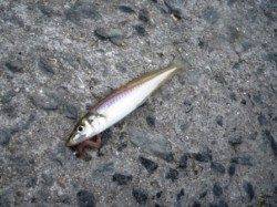 大津川尻のキス好気配♪　泉大津RT2日あさ