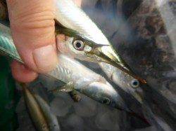 北公園ＲＴ　タコ、サヨリ良い感じ