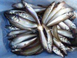 ◇キス釣れすぎ～◇泉大津　昼RT　２０日