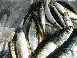 兵庫突堤　２５ｃｍのサバ！