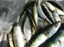 兵庫突堤　２５ｃｍのサバ！