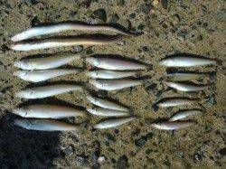 須磨で良型マダイ！？