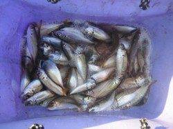 いけるで！サビキ全域ＯＫ♪泉大津RT21日朝