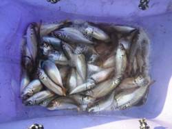 いけるで！サビキ全域ＯＫ♪泉大津RT21日…