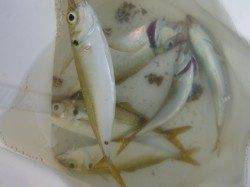 北公園ＲＴ　タコ２０パイ！