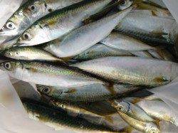 小野浜　家族で車横付けだ