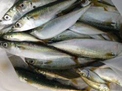 小野浜　家族で車横付けだ