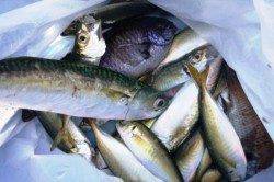 食コン今日もサビキでキス!