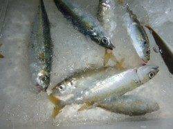 夜の兵突中サバや夜寄るサビキ！