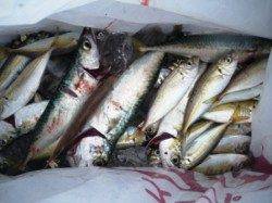 サバそしてアジも♪泉大津RT2日朝vol.2