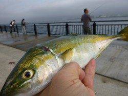 神戸空港RT 60サゴシ!