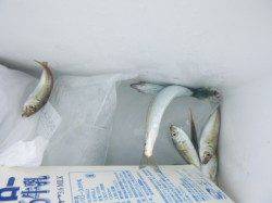 【アジュールも小アジ、小サバ好調】ＲＴ