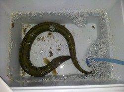 紀ノ川河口　ブッコミ釣りでのウナギ釣り