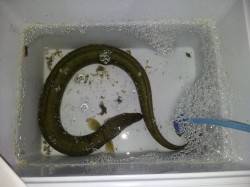 紀ノ川河口　ブッコミ釣りでのウナギ釣り