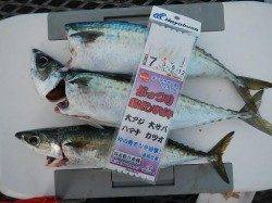 とっとパーク小島　飛ばしサビキでサバ35〜40cm