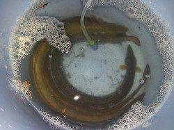 和歌川河口　ブッコミ釣りでウナギ1匹　そろそろシーズン終盤か