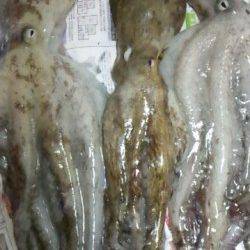 垂水漁港　15時からの釣行でタコ3バイゲット