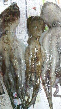 垂水漁港　15時からの釣行でタコ3バイゲット