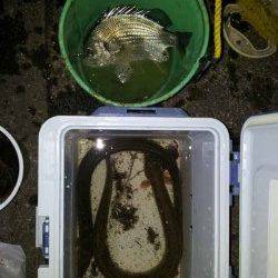 和歌川河口　ブッコミ釣りでウナギ3尾＆キビレ2尾