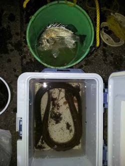 和歌川河口　ブッコミ釣りでウナギ3尾＆キビ…