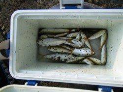 朝からアジ♪アジ♪　泉大津RT22日あさ