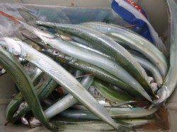 朝の兵突のサヨリや20cmのマアジ!