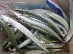 朝の兵突のサヨリや２０cmのマアジ！