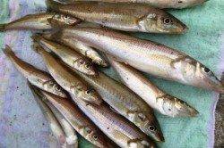 食コン　今日はキスも好釣★