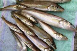 食コン　今日はキスも好釣★