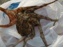 【連日大盛況】南芦屋浜リアルタイム