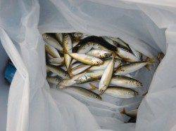 【豆アジ釣れまくり】南芦屋浜リアルタイム