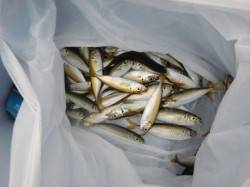 【豆アジ釣れまくり】南芦屋浜リアルタイム