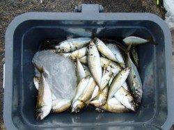 豆から小アジ順調♪　泉大津RT26日あさ