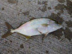 朝の神戸空港サビキ釣りでモジャコ！