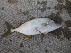 朝の神戸空港サビキ釣りでモジャコ！