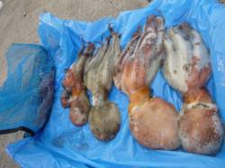 朝の北公園タコ２２杯も！