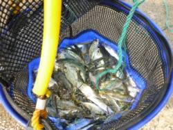 【小アジ爆釣！】アジュール舞子ＲＴ