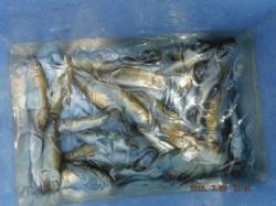 【サビキで豆アジ釣れまくり～♪】南芦屋浜