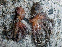 【サビキ絶好調】南芦屋浜リアルタイム